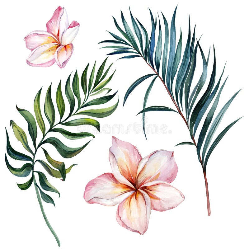 Tropikalny egzotyczny kwiecisty set Piękni różowi plumeria kwiaty i zieleni palmowi liście odizolowywający na białym tle royalty ilustracja Tropikalny egzotyczny kwiecisty set Piękni różowi plumeria kwiaty i zieleni palmowi liście odizolowywający na białym tle royalty ilustracja