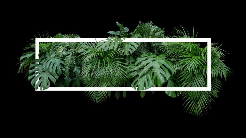 Tropikalny liścia ulistnienia dżungli rośliny krzaka natury tło z w