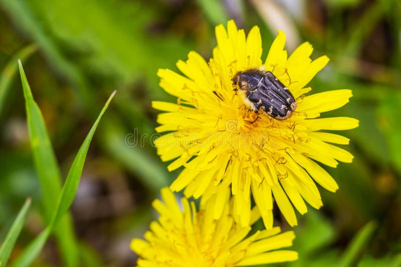 Tropinota hirta beetle on a dandelion flower head royalty free stock photo Tropinota hirta beetle on a dandelion flower head royalty free stock photo