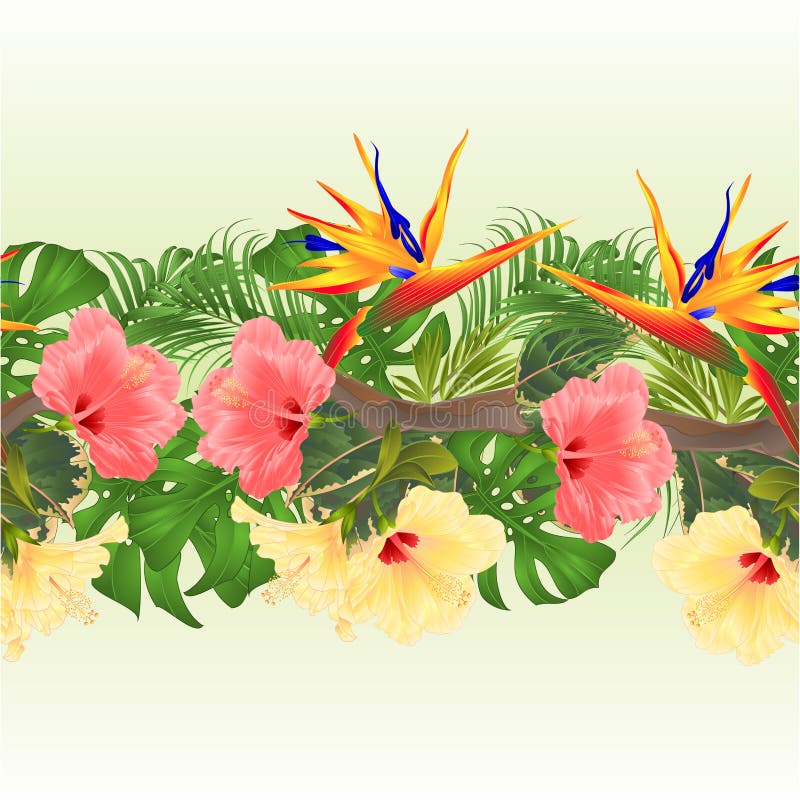 Tropisch grens naadloos Boeket als achtergrond met tropische bloemen roze en gele hibiscus en Strelitzia-palm, philodendron en FI vector illustratie Tropisch grens naadloos Boeket als achtergrond met tropische bloemen roze en gele hibiscus en Strelitzia-palm, philodendron en FI vector illustratie
