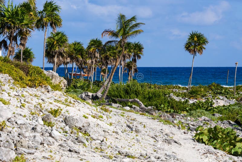 Tropisch koraalstrand met groene kokosnotenpalmen Mooie schone overzees, oceaan en blauwe hemel op de achtergrond Riviera Maya, M royalty-vrije stock foto's Tropisch koraalstrand met groene kokosnotenpalmen Mooie schone overzees, oceaan en blauwe hemel op de achtergrond Riviera Maya, M royalty-vrije stock foto's