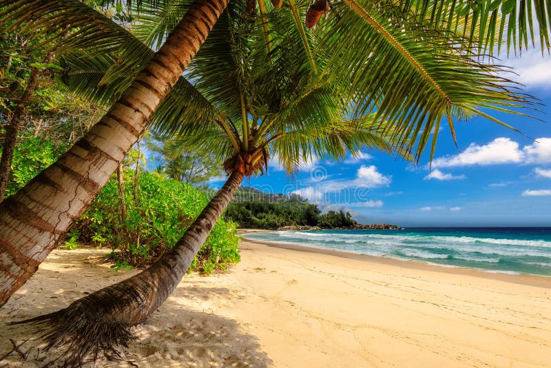 Tropisch palmenstrand in Jamaïca op Caraïbische overzees