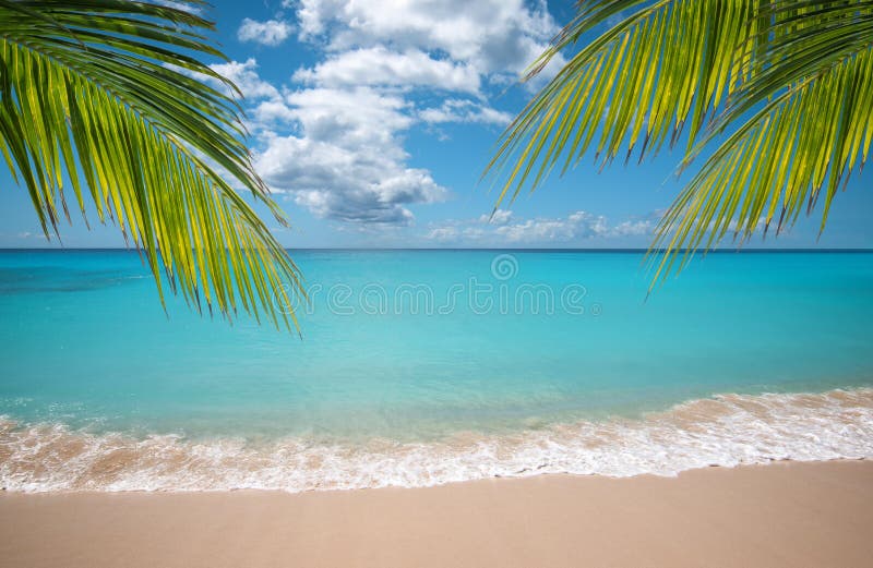 Tropisch vakantieparadijs met witte zandstranden en zwoegpalmen.