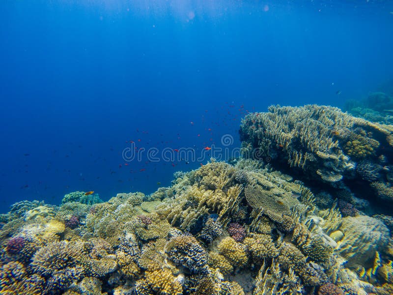 Tropische Anthias-Fische mit Nettofeuerkorallen auf Riff des Roten Meers darunter stockbilder Tropische Anthias-Fische mit Nettofeuerkorallen auf Riff des Roten Meers darunter stockbilder