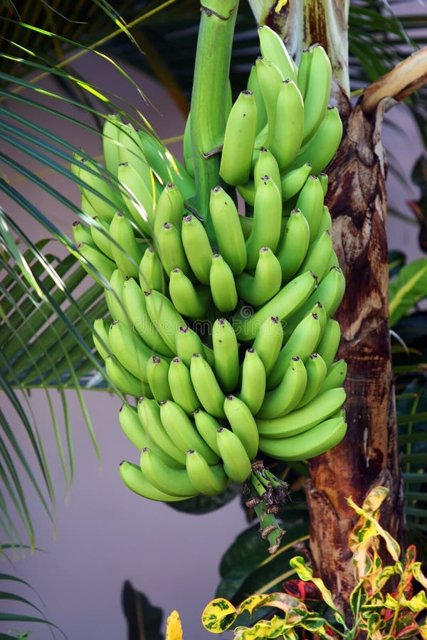 Tropische Bananen, die an tr hängen