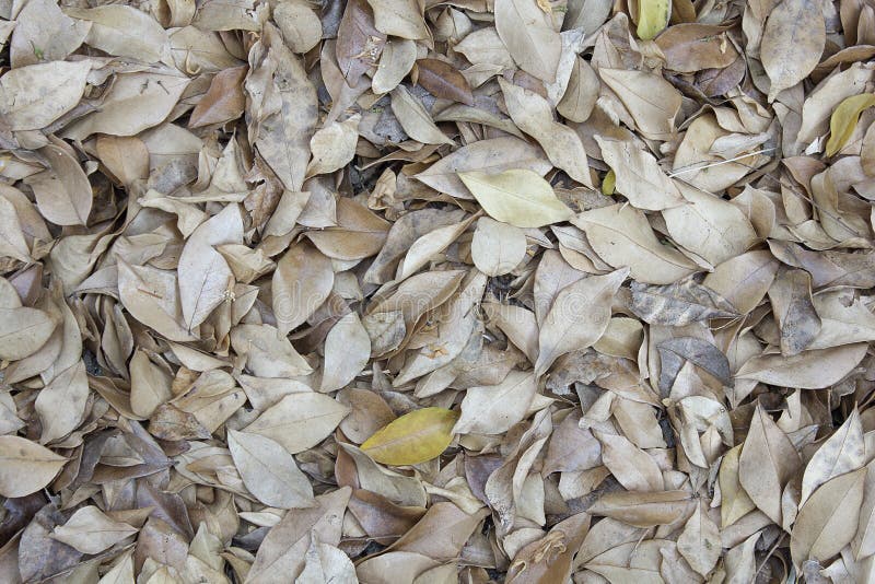 Tropische bladeren achtergronden texturen stock fotografie