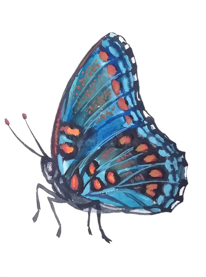 Tropische blauwe vlinder met oranje vlekken royalty-vrije illustratie Tropische blauwe vlinder met oranje vlekken royalty-vrije illustratie