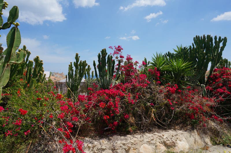 Tropische bloeiende tuin met cactus, palmen en rode bloesemsstruik stock afbeelding Tropische bloeiende tuin met cactus, palmen en rode bloesemsstruik stock afbeelding