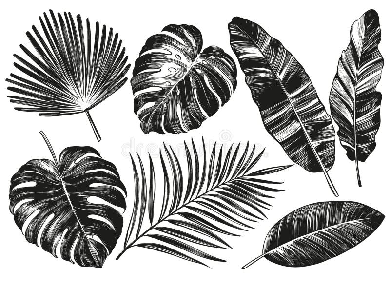Tropische Blätter botanische Florenelemente des Dschungels Palmblätter, realistische Skizze Handder gezogenen Vektor-Illustration stock abbildung
