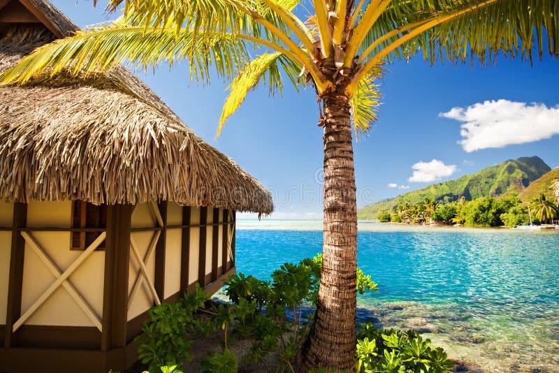 Tropische bungalow en palm