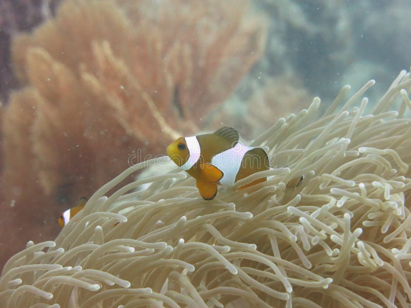 Tropische Clownfish (Anemonefish) en anemoon royalty-vrije stock fotografie