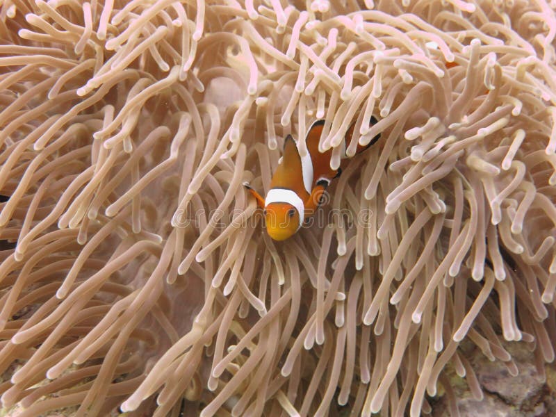Tropische Clownfish (Anemonefish) en anemoon stock afbeeldingen