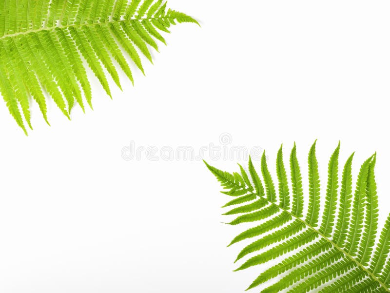 Tropische de zomerachtergrond Fern Branches Isolated op Witte Achtergrond Vlak leg Minimaal concept stock fotografie Tropische de zomerachtergrond Fern Branches Isolated op Witte Achtergrond Vlak leg Minimaal concept stock fotografie