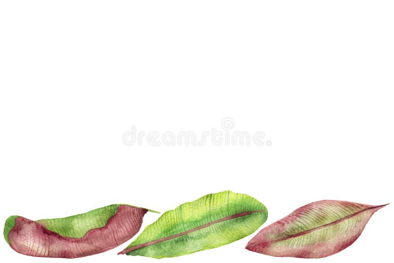 Tropische die waterverfsamenstelling, rode, gele en groene banaanbladeren, met stroken, op een witte achtergrond, voor uitnodigin royalty-vrije illustratie Tropische die waterverfsamenstelling, rode, gele en groene banaanbladeren, met stroken, op een witte achtergrond, voor uitnodigin royalty-vrije illustratie