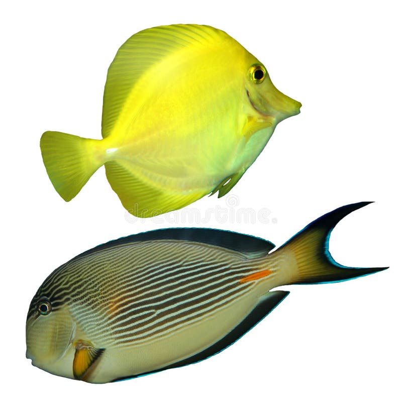 Geïsoleerde tropische rifvis stock foto's