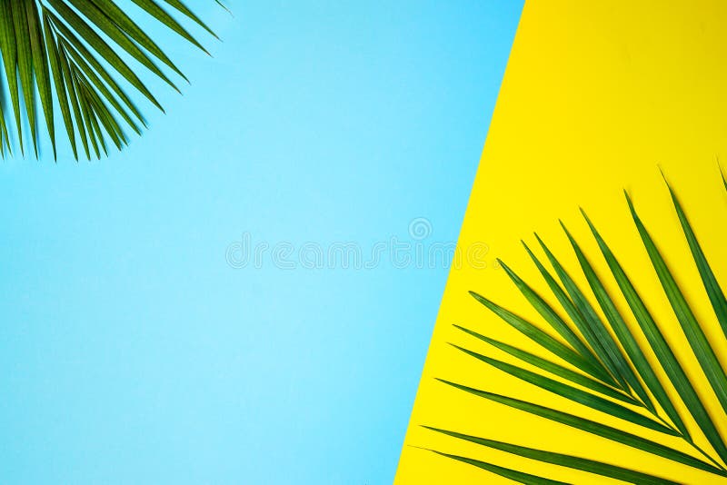 Tropische grüne Palmblätter auf buntem Hintergrund Gelbe und blaue Farben stockbilder Tropische grüne Palmblätter auf buntem Hintergrund Gelbe und blaue Farben stockbilder