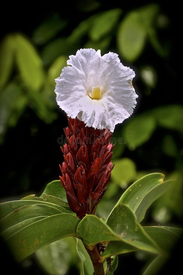 Tropische Ingwerblume mit einer weißen Blüte stockfoto Tropische Ingwerblume mit einer weißen Blüte stockfoto