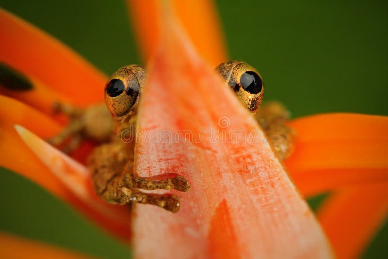 Tropische kikker Stauffers Treefrog, Scinax-staufferi, zitten verborgen in de oranje bloeibloem Kikker in aard tropische boshabi stock fotografie Tropische kikker Stauffers Treefrog, Scinax-staufferi, zitten verborgen in de oranje bloeibloem Kikker in aard tropische boshabi stock fotografie