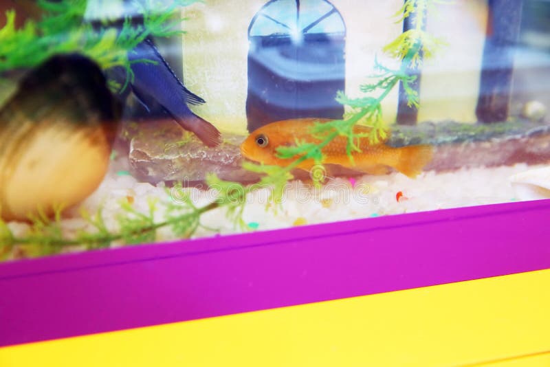 Tropische kleurrijke vissen die in aquarium met installaties zwemmen Oranje vissen in het aquarium Goudvis, aquarium, een vis op stock afbeeldingen Tropische kleurrijke vissen die in aquarium met installaties zwemmen Oranje vissen in het aquarium Goudvis, aquarium, een vis op stock afbeeldingen