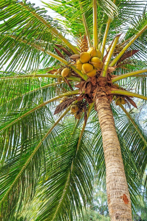 Tropische kokosnoten royalty-vrije stock afbeelding