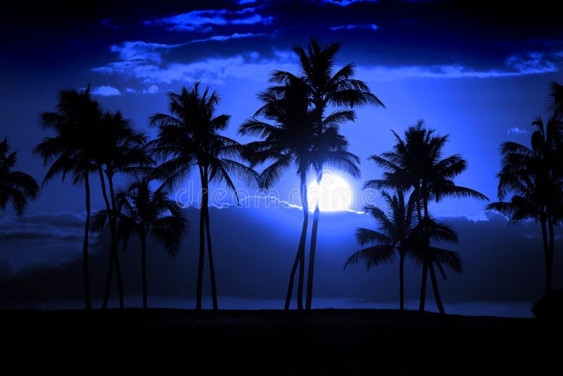 Tropische Moonrise van de de Volle maanmiddernacht van het Palmensilhouet Nacht royalty-vrije stock afbeeldingen Tropische Moonrise van de de Volle maanmiddernacht van het Palmensilhouet Nacht royalty-vrije stock afbeeldingen