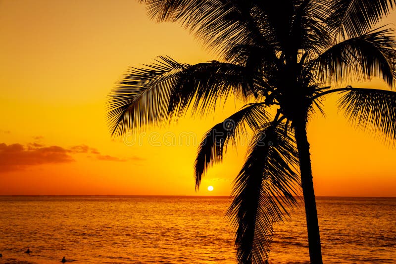 Tropische palm met zonsondergang stock afbeeldingen Tropische palm met zonsondergang stock afbeeldingen