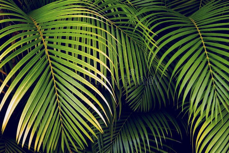 Tropische palmbladen, naadloze bloemen het patroonachtergrond van het wildernisblad stock afbeeldingen Tropische palmbladen, naadloze bloemen het patroonachtergrond van het wildernisblad stock afbeeldingen