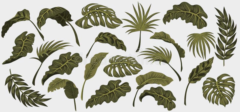 Tropische palmbladeren, jungle-bladeren, vectorbloempatroon achtergrond