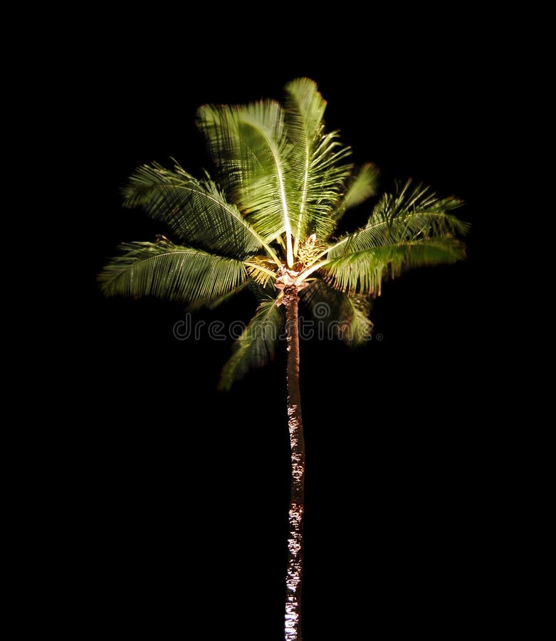 Tropische Palme nachts lizenzfreie stockfotos Tropische Palme nachts lizenzfreie stockfotos