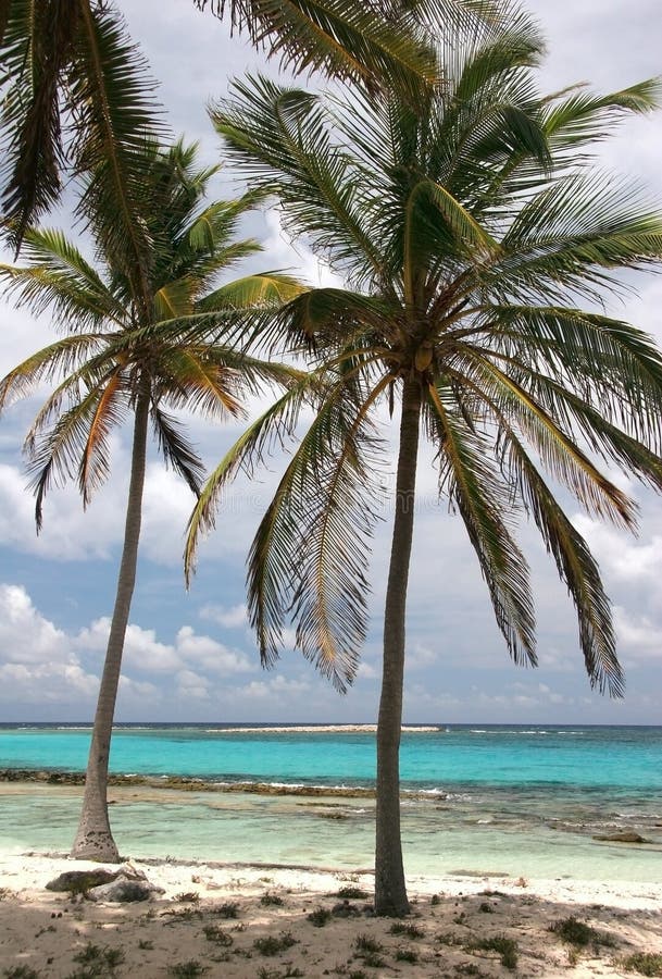 Tropische palmen