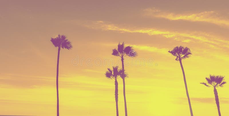Retro effect image in tropical hues of pink and yellow through tropical palms along Californian beaches. Retro effect image in tropical hues of pink and yellow through tropical palms along Californian beaches.