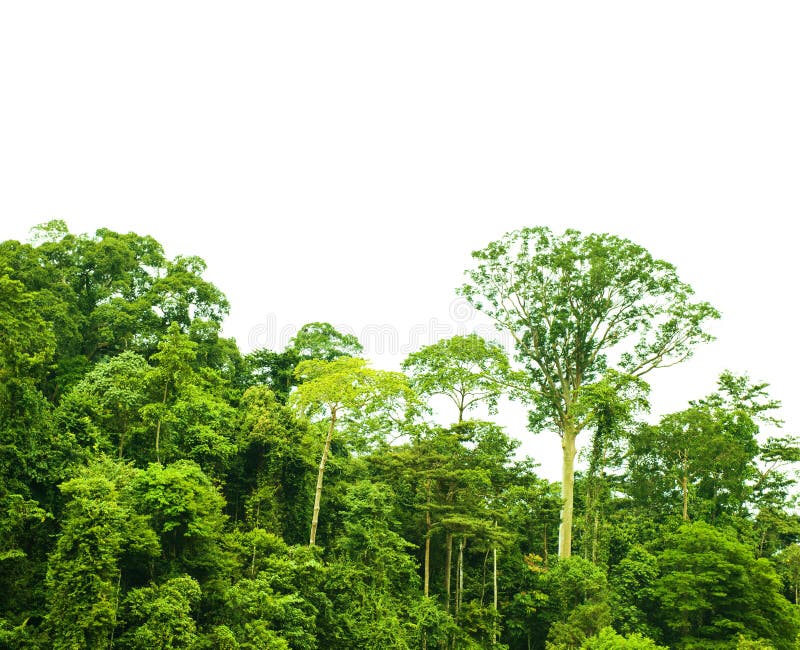 Tropische Regenwaldlandschaft lokalisiert stockfotografie Tropische Regenwaldlandschaft lokalisiert stockfotografie