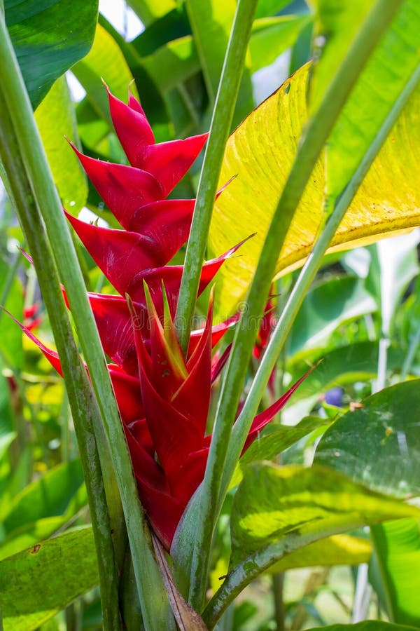 Tropische Rote Blume Von Heliconia Stockfoto Bild von dekoration