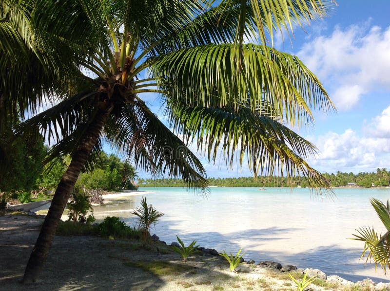 Tropische scène in Fiji met palmen in de zonsondergang door de oceaan stock foto's Tropische scène in Fiji met palmen in de zonsondergang door de oceaan stock foto's