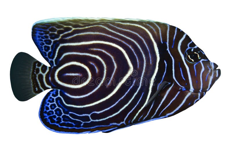 Tropische Vissen Pomacanthus rhom