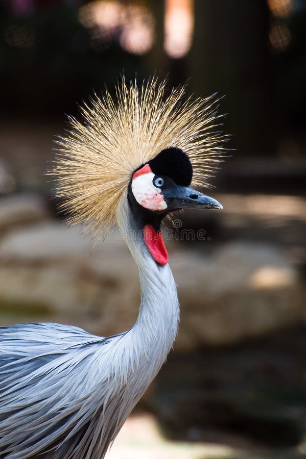 Tropische vogel stock fotografie
