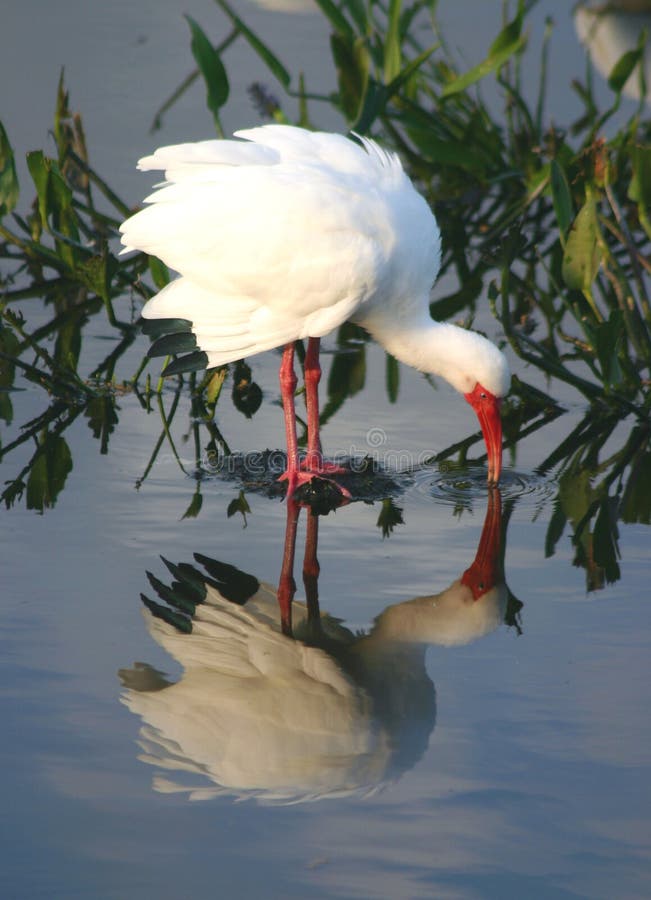 Tropische Vogel 2 royalty-vrije stock foto's