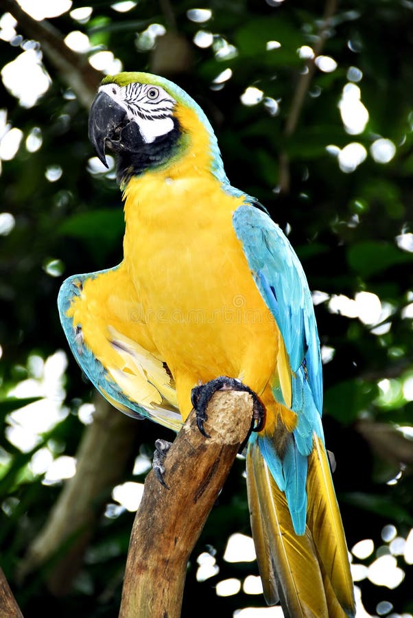 Tropische vogel royalty-vrije stock fotografie
