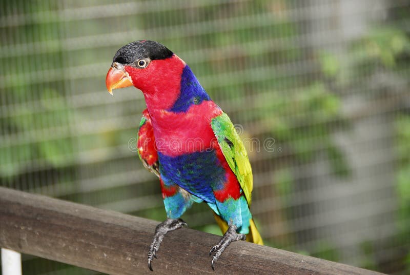 Tropische vogel royalty-vrije stock foto's