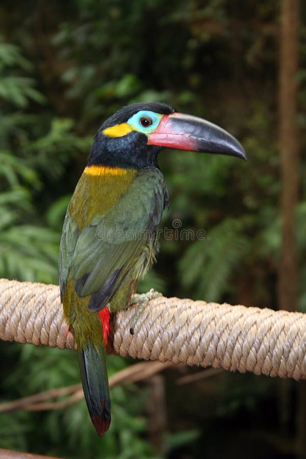 Tropische Vogel royalty-vrije stock afbeeldingen
