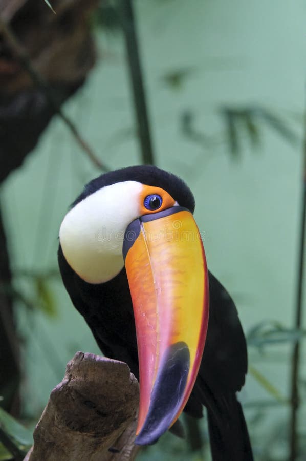 Tropische Vogel stock foto