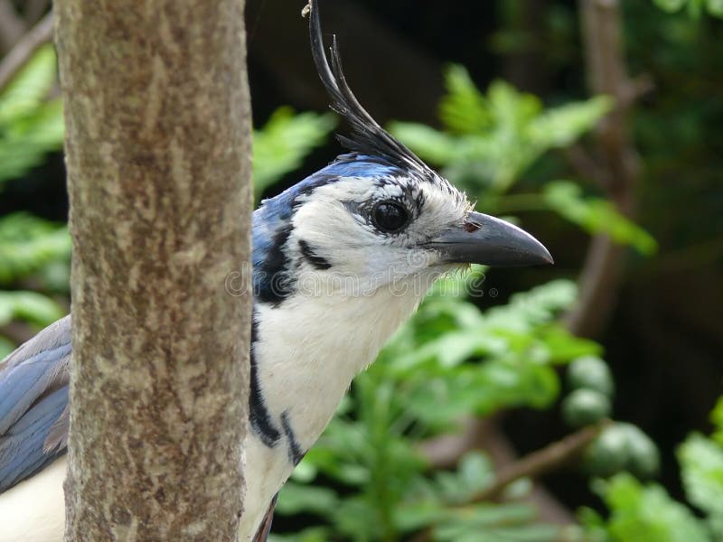 Tropische vogel royalty-vrije stock fotografie