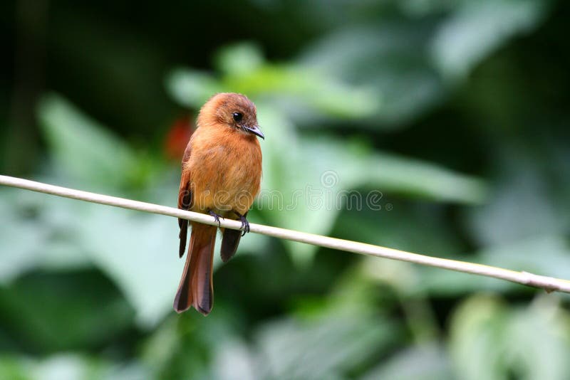 Tropische vogel stock foto's