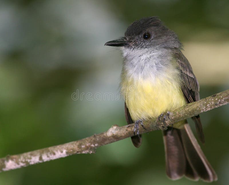 Tropische vogel stock foto