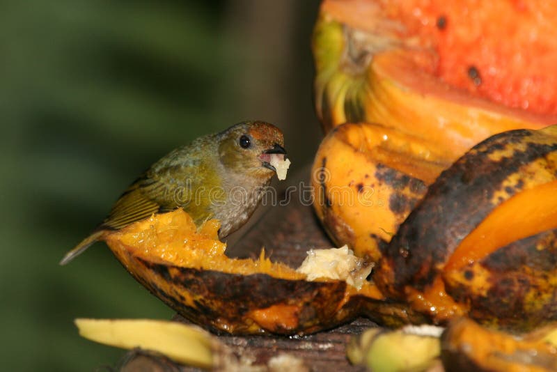Tropische vogel en papaya royalty-vrije stock foto