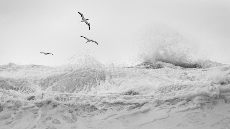 Tropische vogels over wind geblazen golven stock afbeelding Tropische vogels over wind geblazen golven stock afbeelding