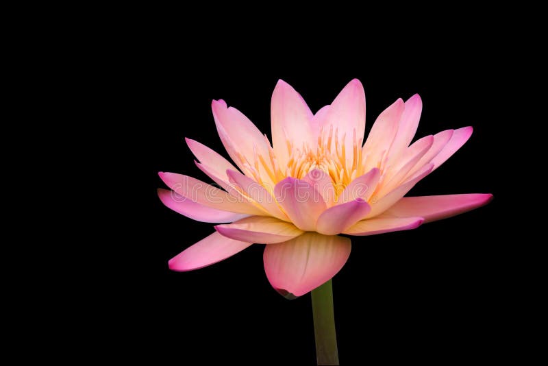 Tropical water lily isolated on black background. Tropical water lily isolated on black background