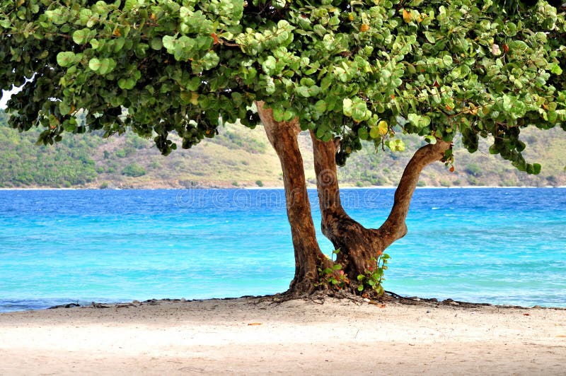 Tropischer Baum auf einem Strand in Str. Thomas
