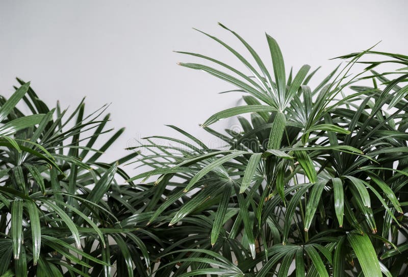 Palme Im Garten Stockbild Bild Von Gardening Grun Urlaub 92041553