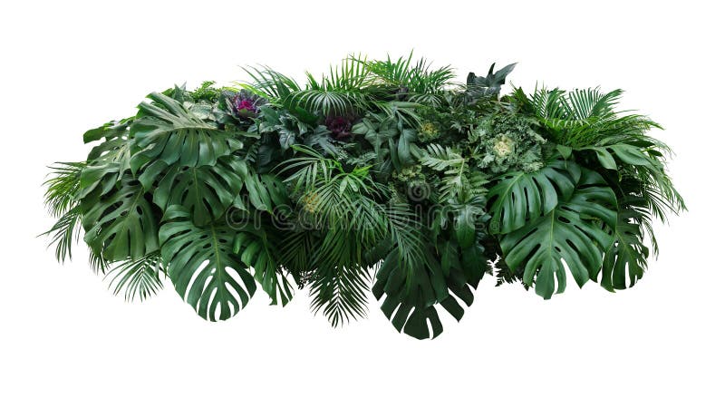 Tropischer Blattlaubbetriebsdschungelbuschblumengesteck-Naturhintergrund mit dem monstera und tropischen Betriebspalmblättern isol